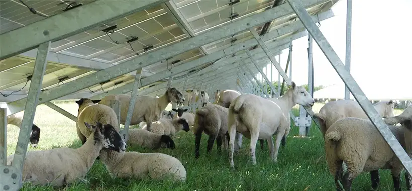  Sheep sheltering from the sun under solar panels