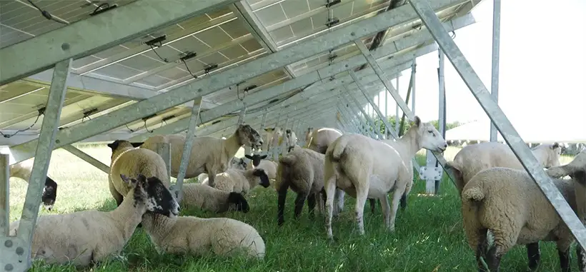 Sheep sheltering from the sun under solar panels